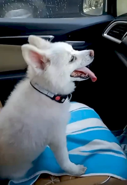 Happy pet with MoveMyPet